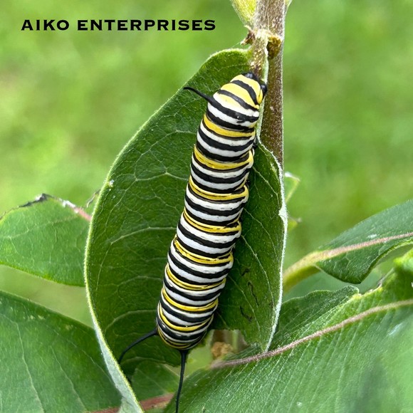 Meet your Posher, Alexander - Picture 1 of 1